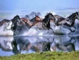 蒙古马300里跋涉归家：一场跨越生存本能的忠诚实验