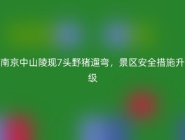 南京中山陵现7头野猪遛弯，景区安全措施升级