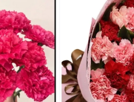 红色康乃馨与粉色康乃馨：谁是你的心意之选？