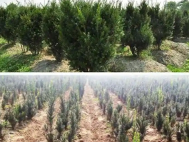 曼地亚红豆杉：抗癌植物的神奇功效与养护方法！