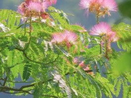 合欢花开花盛景与寓意象征深度解读