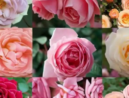 四季开花爬藤月季排名：哪些月季品种适合四季观赏？