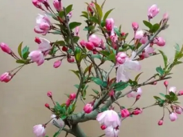 哪种海棠树四季开花？推荐几种四季开花的海棠品种