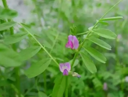 野豌豆苗怎么吃最好吃？教你几种健康美味的食用方法！