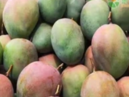 凯特芒果放几天能熟？