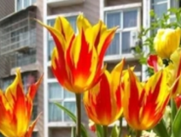 郁金香一年开几次花？种植技巧揭秘