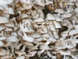 室内食用菌栽培技术：都市人的“阳台农场”攻略