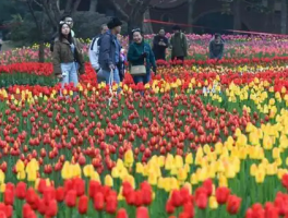 重庆动物园十万株郁金香绽放，吸引大量游客