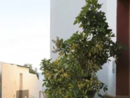 发财树要晒太阳吗？掌握这3点，叶片油绿不焦边！