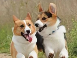 一只柯基的"御风飞行"：无锡大风天里的硬核气象课