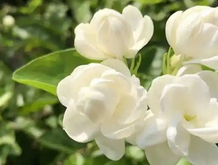 茉莉花是什么季节开花？茉莉花花期与养护技巧
