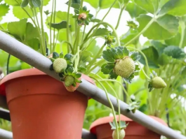 草莓需要多久浇一次水？揭秘草莓的浇水技巧与养护方法