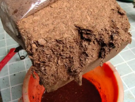  椰砖土适合养什么植物？这份清单请收好！