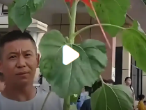两米向日葵惊艳考场：家长“花式”送考背后的温暖寓意