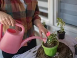 可乐可以浇哪几种花？碳酸饮料的“偏科式养花指南”