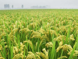 水稻追肥的最佳时间是什么时候？科学施肥提高产量