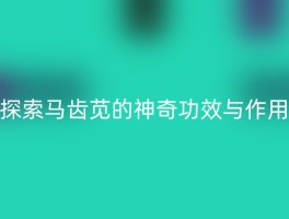 探索马齿苋的神奇功效与作用