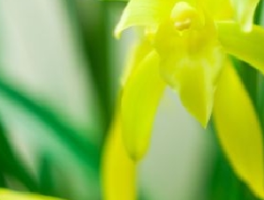 最贵的兰花排名第一,素冠荷鼎的传奇身价