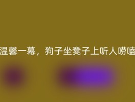 温馨一幕，狗子坐凳子上听人唠嗑