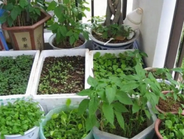 泡沫箱种菜需要打孔吗？泡沫箱种菜的优缺点与技巧