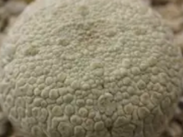 凝蹄玉是什么？凝蹄玉的养殖方法与注意事项