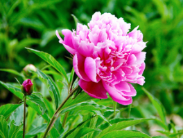 芍药花的寓意是什么？揭秘芍药花的象征意义与文化内涵