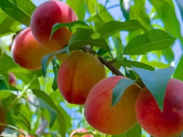 桃几月份成熟？桃子成熟时间与品种推荐