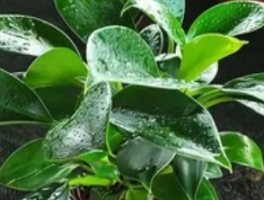 绿公主的养殖方法和注意事项：室内丛林的优雅守则