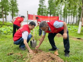 广西钦州野外回归种植水松人工繁育种苗