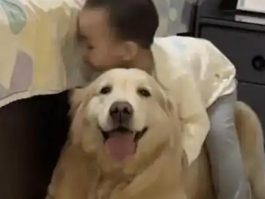 狗狗主动趴下给小主人当脚垫子，暖心视频走红网络