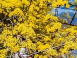 山茱萸与山萸肉：一味药材的双重身份