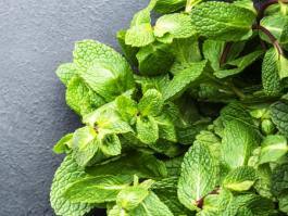 薄荷怎么养 盆栽：家庭种植薄荷的秘诀！