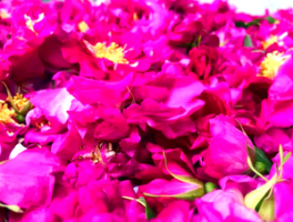 苦水玫瑰功效与作用：苦水玫瑰的药用价值与使用方法