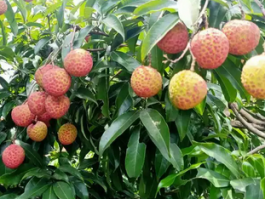 荔枝在哪里生产？中国荔枝主产区大揭秘