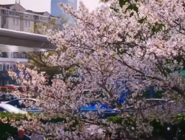 苏州地铁口出站即入画抬头即春天：城市通勤的诗意革命