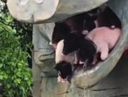 动物园“小猪跳水”表演已暂停：争议背后的动物福利边界之争