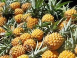 菠萝几月份是应季水果？揭秘最佳赏味时间表