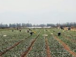 宁夏贺兰：头茬冷凉蔬菜采收忙