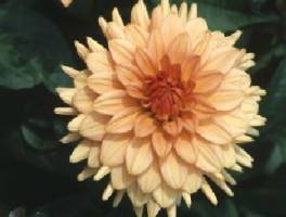 大丽花什么时候开花？大丽花的种植技巧与花期管理