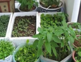 泡沫箱种菜需要打孔吗？科学解析排水透气关键点