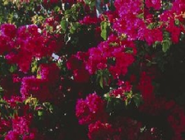 三角梅夏天几天浇一次水？科学浇水指南让花开不断