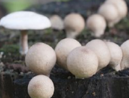 菌菇疗法费用全解析：一个疗程究竟需要多少钱？