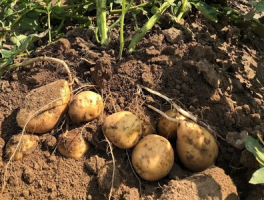 土豆的种植方法和时间：从选种到收获的全流程指南