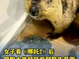 女子看完《哪吒》后网购土拨鼠，专家提醒：别让冲动消费害了动物