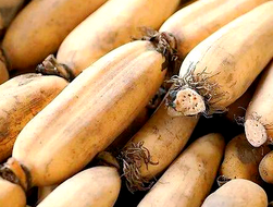 种藕最佳时间与技巧：什么时候种？如何种出高产藕？