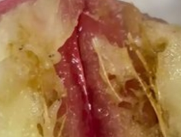 山姆客服称水果吃出虫是正常情况：高端会员制超市品控争议调查