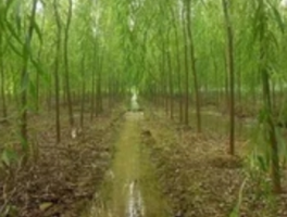 小乔木有哪些树种？庭院绿化的黄金身高选手清单