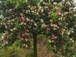 五彩锦带的养殖方法和注意事项：打造“彩虹瀑布”的终极指南