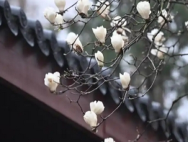 千年古寺玉兰花开，春日赏花好去处！