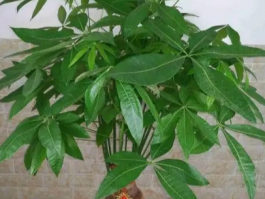 发财树叶子发蔫下垂怎么办？原因分析与解决方法全攻略